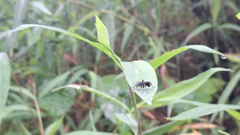 Large fly-like insect on wild leaves Stock Footage 321109643
