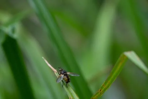 A Large Fly On The Leaf Of A Plant Stock Photos