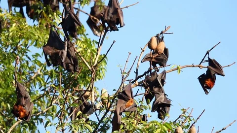 Large Flying Fox 02 Stock Footage 128095521