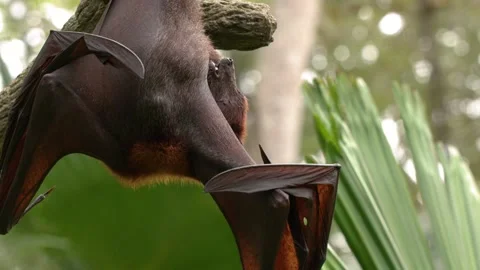 Large Flying Fox Bat Hanging Upside Down in Tropical Jungle Stock Footage 328488395