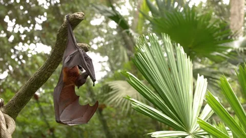 Large Flying Fox Bat Hanging Upside Down in Tropical Jungle Stock Footage 328493185