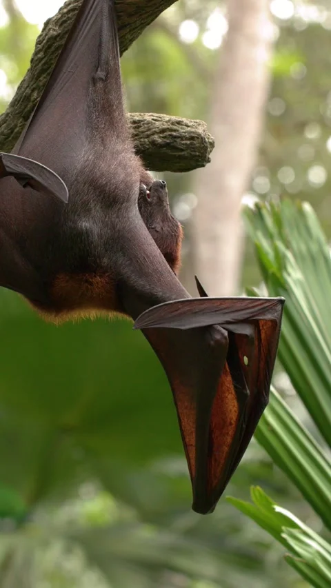 Large Flying Fox Bat Hanging Upside Down and Grooming in Jungle Stock Footage 328561627