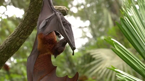 Large Flying Fox Bat Hanging Upside Down in Tropical Jungle Stock Footage 328564953