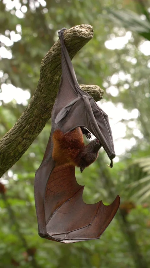 Large Flying Fox Bat Hanging Upside Down From a Tree Branch Stock Footage 328571147