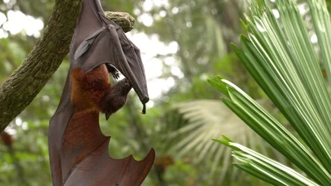 Large Flying Fox Bat Hanging Upside Down in Tropical Jungle Stock Footage 328576300