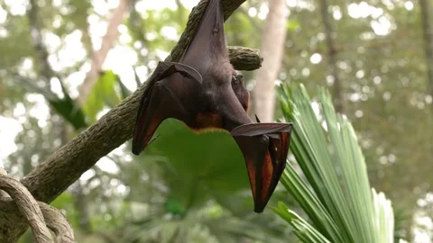 Large Flying Fox Bat Hanging Upside Down and Stretching Wings Stock Footage 328624210