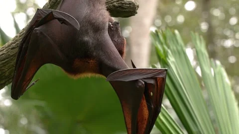 Large Flying Fox Bat Hanging Upside Down in Tropical Jungle Stock Footage 328693882