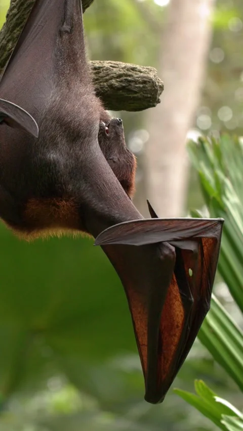 Large Flying Fox Bat Hanging Upside Down in Tropical Jungle Stock Footage 328784172