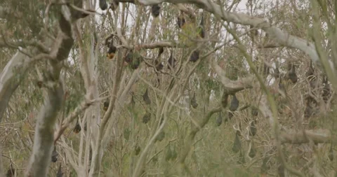 Large Flying Fox Camp in Australian Woodland Stock Footage 329283561