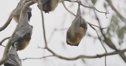 Large Flying Fox Camp in Australian Woodland, Close Up Stock Footage 329283661