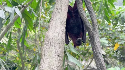 Large Flying Fox Fruit Bat Hanging Upside Down in Tropical Rainforest Stock Footage 328131968