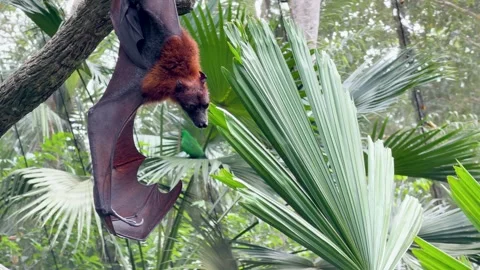 Large Flying Fox Fruit Bat Hanging Upside Down in Tropical Rainforest Stock Footage 329343632
