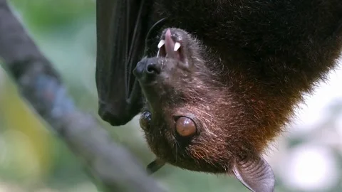 Large Flying Fox Fruit Bat Hanging Upside Down In Forest 動画素材 335636555