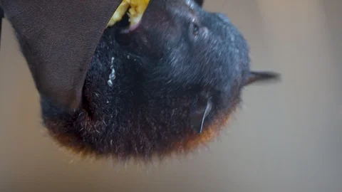 A large flying fox hanging upside down eating a piece of fruit with his Stock Footage 120489293