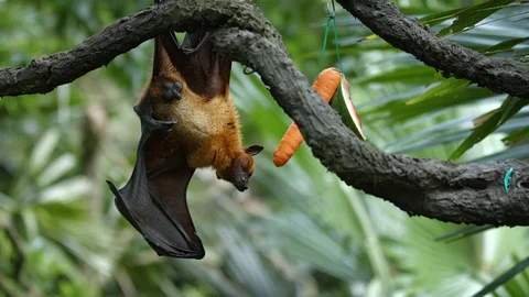 Large Flying Fox Hangs Upside Down at the Zoo Stock Footage 71660439