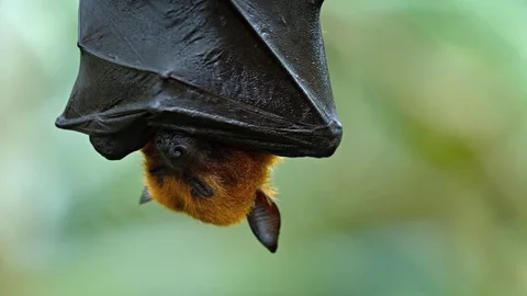 Large Flying Fox Hangs Upside Down. Footage HDTV Stock Footage 74979138