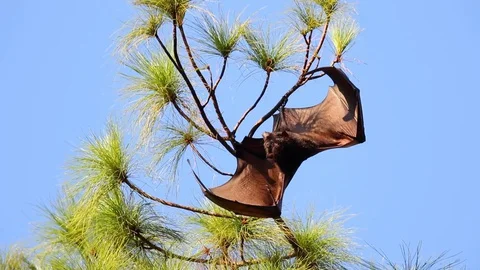 Large Flying Fox, Negros Occidental, Philippines Stock Footage 128095520