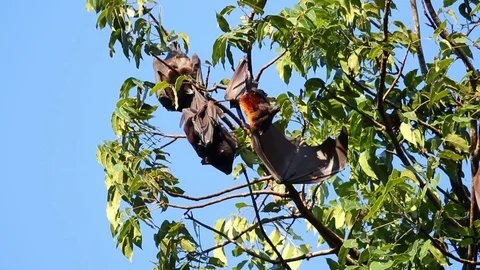 Large Flying Fox, Negros, Philippines Stock Footage 128095519