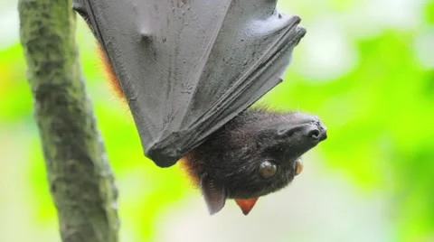 Large Flying Fox Pteropus Vampyrus in rain forest wildlife reserve Stock Footage 59195010