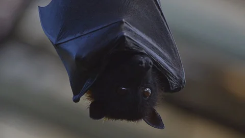 Large Flying Fox (Pteropus vampyrus) Hangs Out of a Branch. Huge Bat from Asia 스톡 동영상 98404178