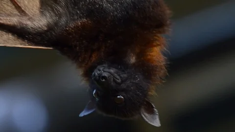 Large Flying Fox (Pteropus vampyrus) Hangs Out of a Branch. Huge Bat from Asia 스톡 동영상 98404190