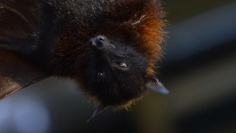 Large Flying Fox (Pteropus vampyrus) Hangs Out of a Branch. Huge Bat from Asia 스톡 동영상 98404195