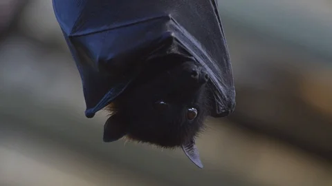 Large Flying Fox (Pteropus vampyrus) Hangs Out of a Branch. Huge Bat from Asia 스톡 동영상 98408100