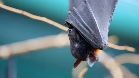 Large Flying Fox (Pteropus vampyrus) Hangs Out of a Branch. Huge Bat from Asia 스톡 동영상 98408453