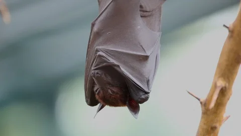 Large Flying Fox (Pteropus vampyrus) Hangs Out of a Branch. Huge Bat from Asia 스톡 동영상 98408455