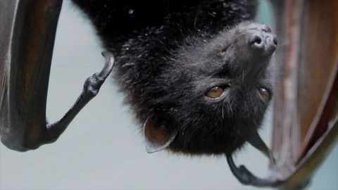 Large Flying Fox (Pteropus vampyrus) Hangs Out of a Branch. Huge Bat from Asia 스톡 동영상 98408458