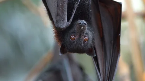 Large Flying Fox (Pteropus vampyrus) Hangs Out of a Branch. Huge Bat from Asia Video stock 115668381