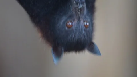 Large Flying Fox (Pteropus vampyrus) Hangs Out of a Branch. Huge Bat from Asia Video stock 115668474