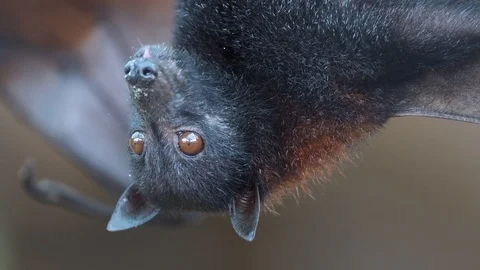 Large Flying Fox (Pteropus vampyrus) Hangs Out of a Branch. Huge Bat from Asia 스톡 동영상 116351028