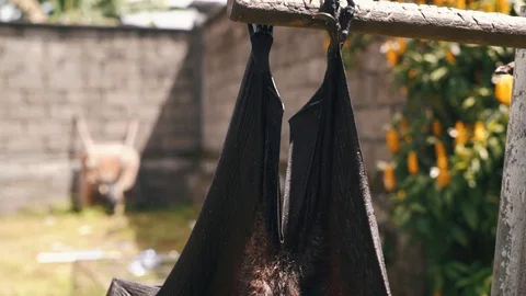 Large Flying Fox Pteropus vampyrus Hangs Out of a Branch. Huge Bat from Asia Stock Footage 127037206