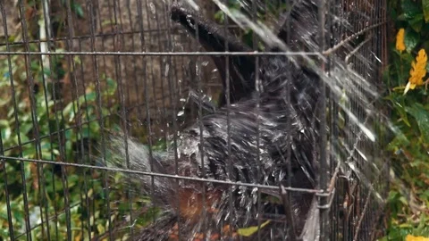 A large Flying Fox Pteropus vampyrus in a cage is washed with a hose Stock Footage 127037297