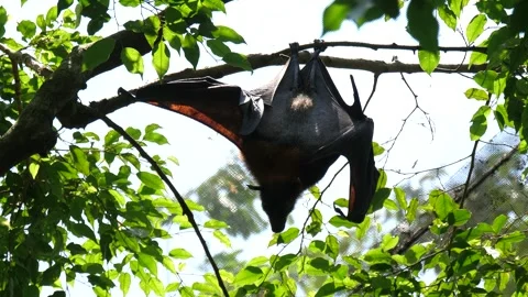 Large flying fox (Pteropus vampyrus), also known as large fruit bat or kalang Stock Footage 265781424