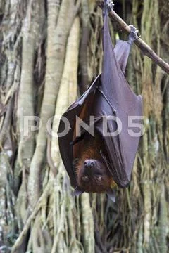 Large Flying Fox (Pteropus Vampyrus) Hanging In A Tree, Bali, Indonesia,