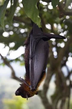 Large Flying Fox (Pteropus vampyrus) hanging in a tree at Bali Indonesia Stock Photos