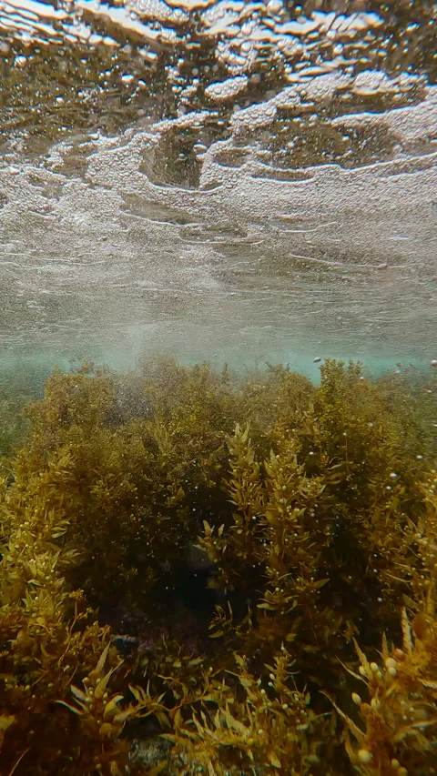 Large, foaming wave sweeping on dense brown Sargassum gulfweed on shallow reef Stock Footage 343160540