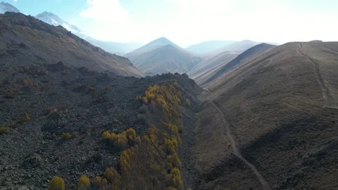 A Large Forest and Mountain Landscape Full of Poplar Trees 動画素材 253782460