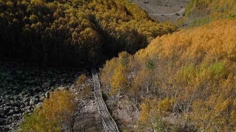 A Large Forest and Mountain Landscape Full of Poplar Trees Vidéo 253782767