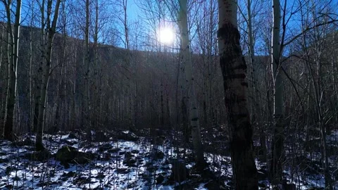 A Large Forest and Mountain Landscape Full of Poplar Trees Vídeos de archivo 260335428