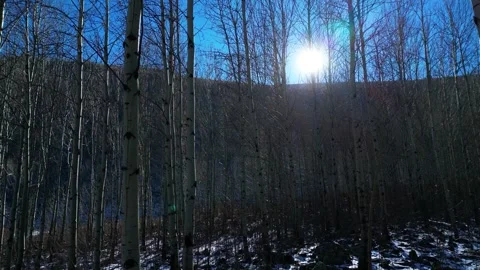 A Large Forest and Mountain Landscape Full of Poplar Trees Vídeos de archivo 260336543