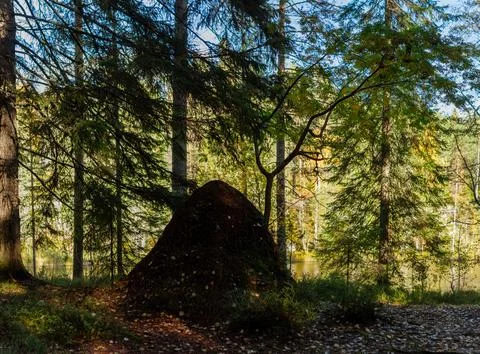 Large forest ant hill surrounded by dense coniferous trees near tranquil wo.. Foto stock