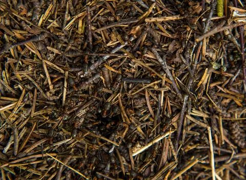 Large forest anthill with ants close-up Stock Photos