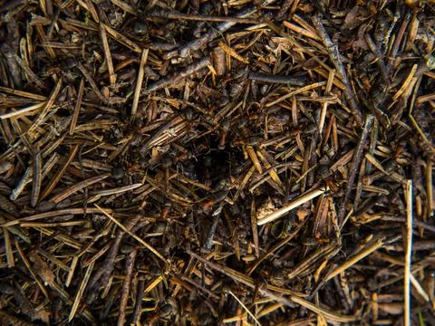 Large forest anthill with ants close-up Stock Photos