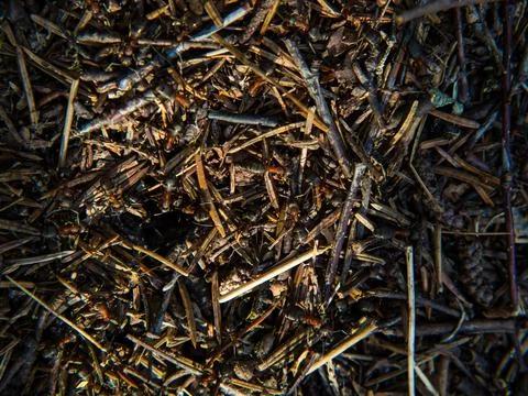 Large forest anthill with ants close-up Stock Photos