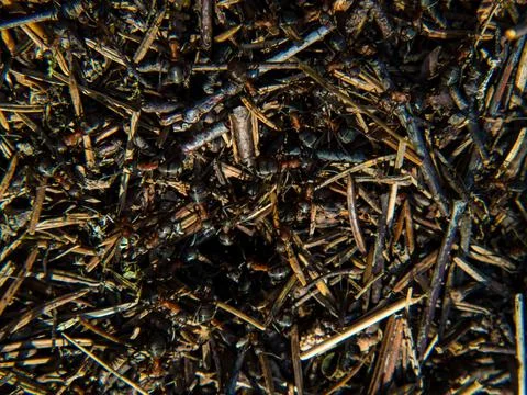 Large forest anthill with ants close-up Stock-Fotos