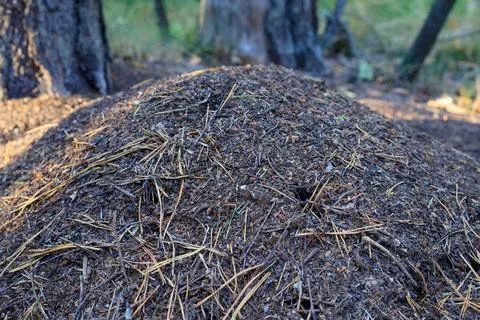 Large Forest Anthill Made of Pine Needles and Twigs. Wildlife and Natural E.. Stock Photos