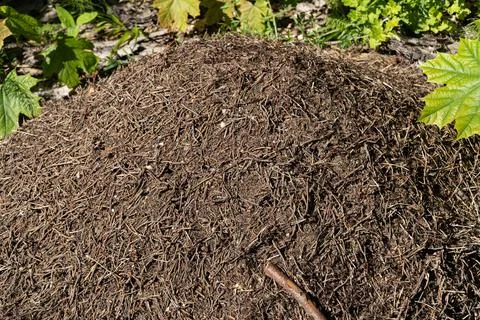 Large forest anthill made of pine needles and twigs in a woodland setting Stock Photos